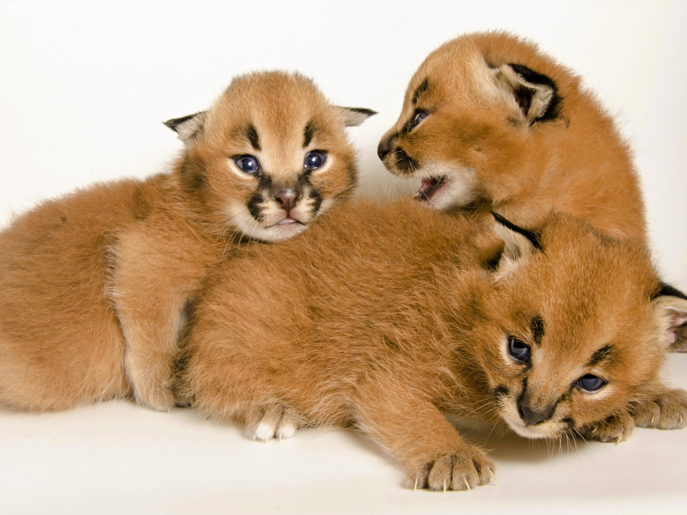 Милые маленькие детеныши каракала на белом фоне