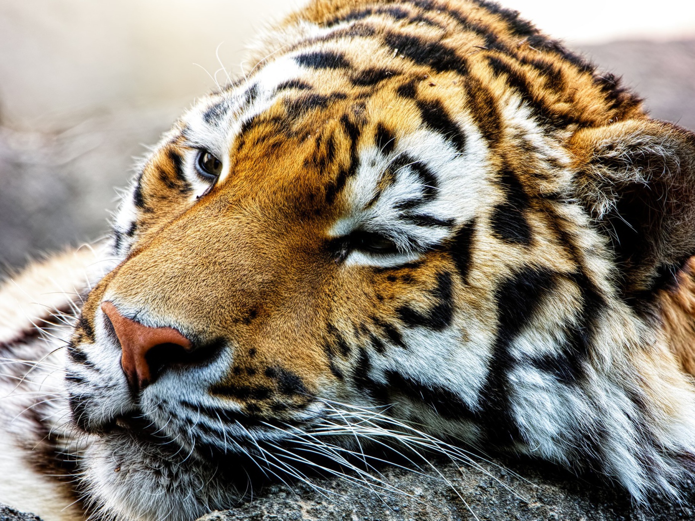 Спящий большой тигр 