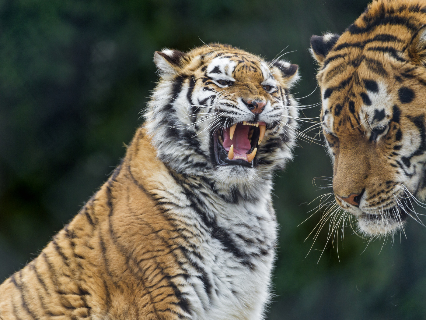 Грозный оскал тигра на соперника