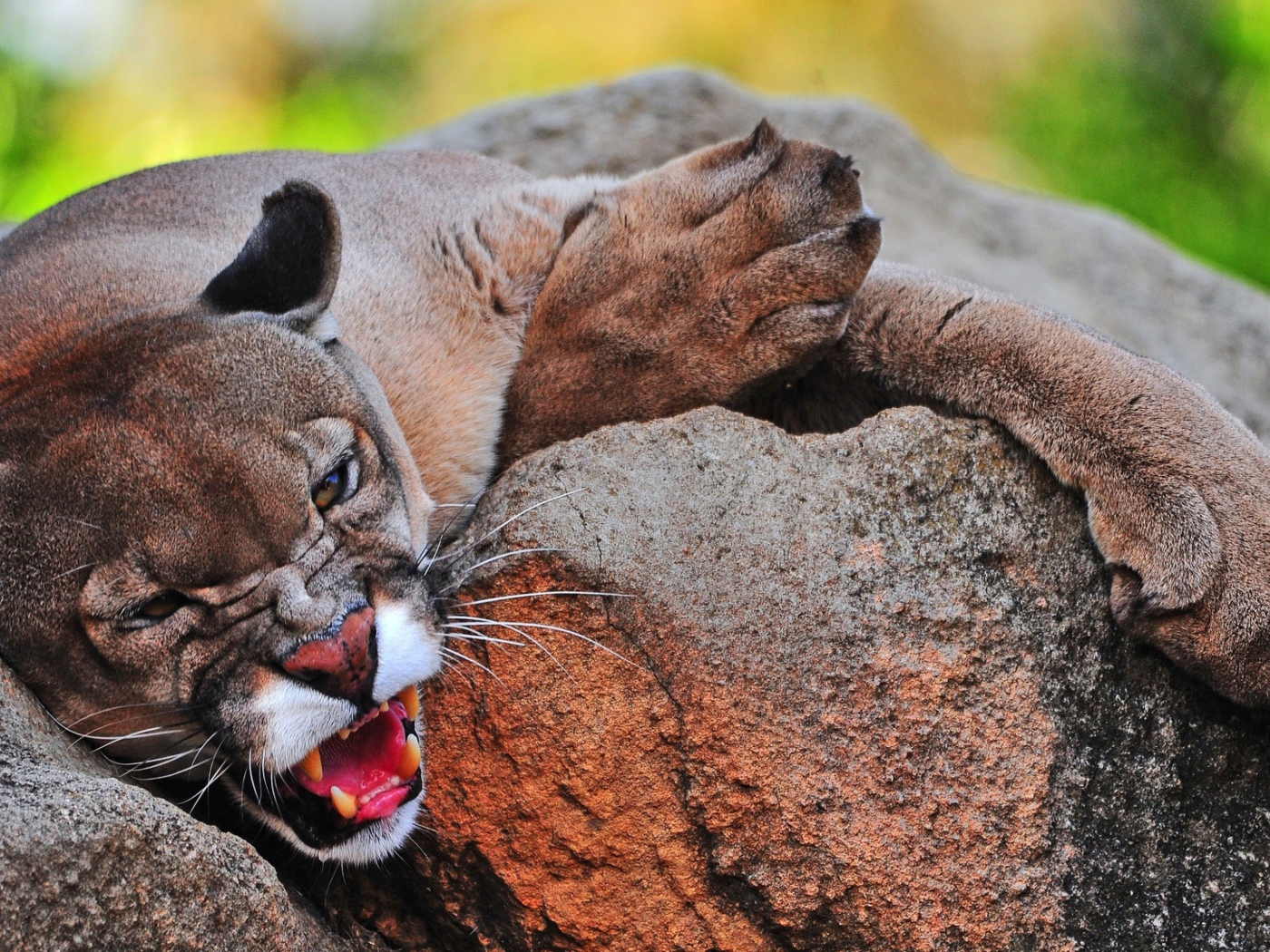 Грозная пума лежит на камне