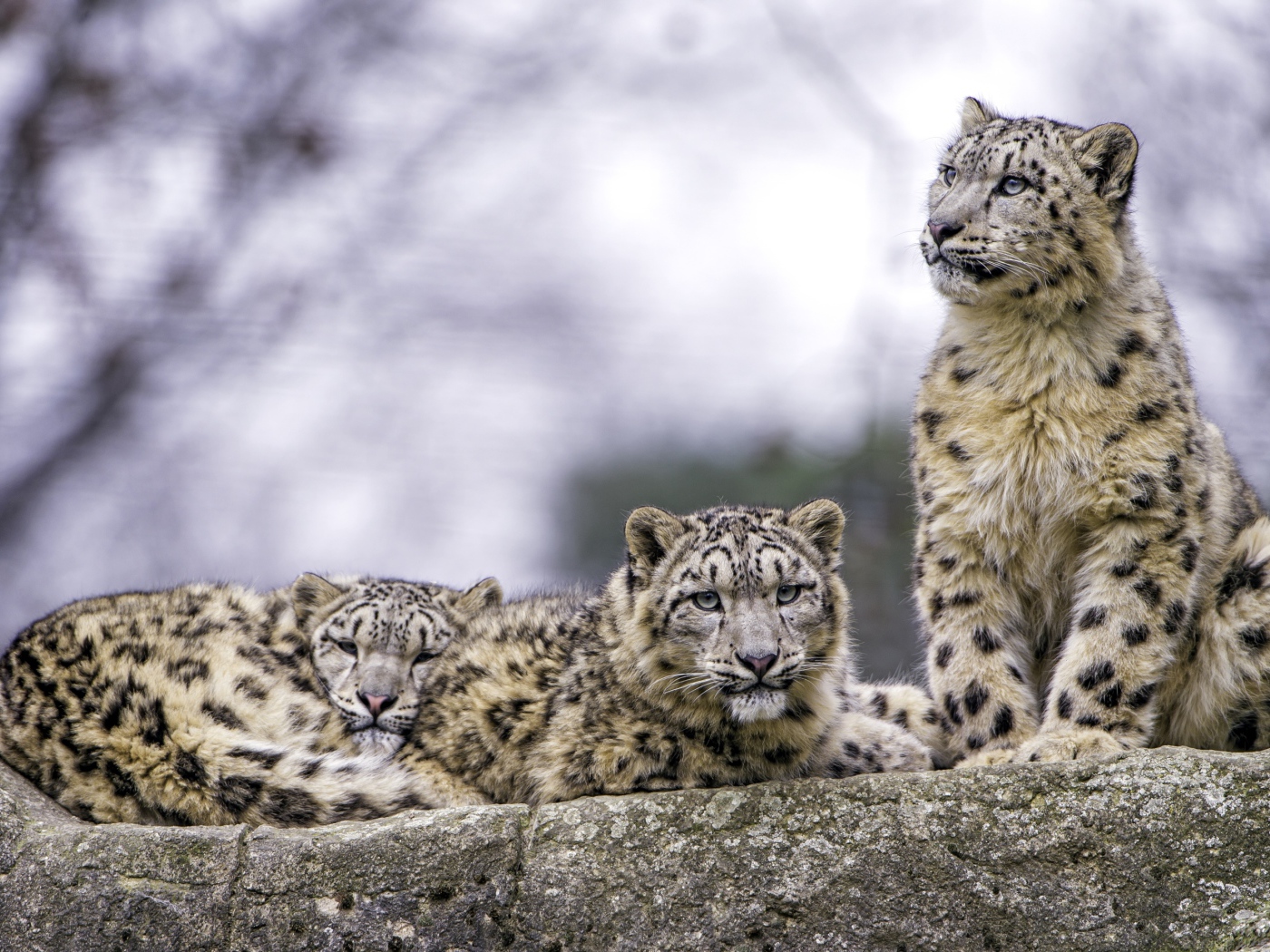 Семейство снежных барсов отдыхает на камне 