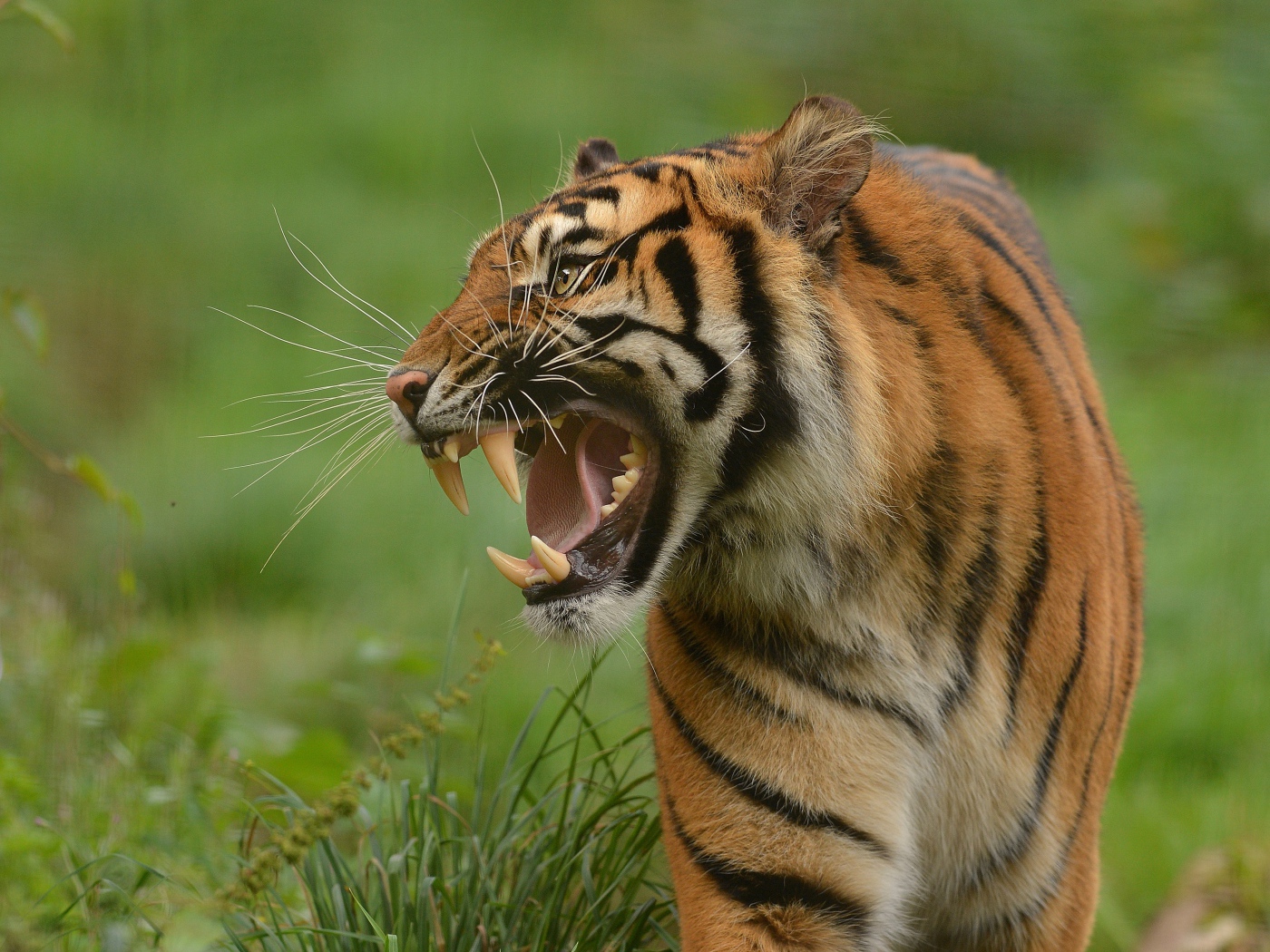 Тигр с грозным оскалом идет по зеленой траве