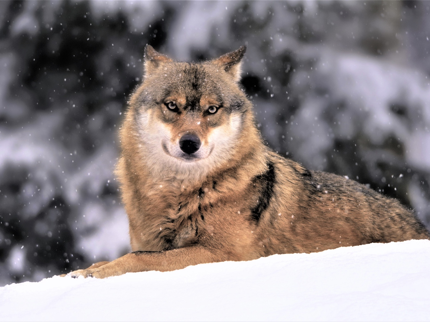Большой волк лежит на белом снегу