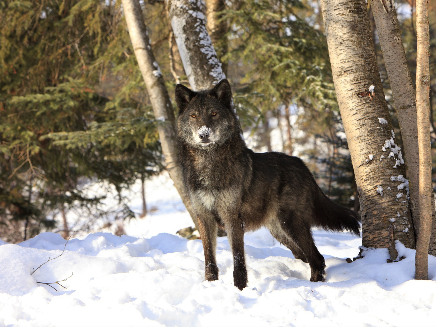 Волк стоит на холодном белом снегу в зимнем лесу