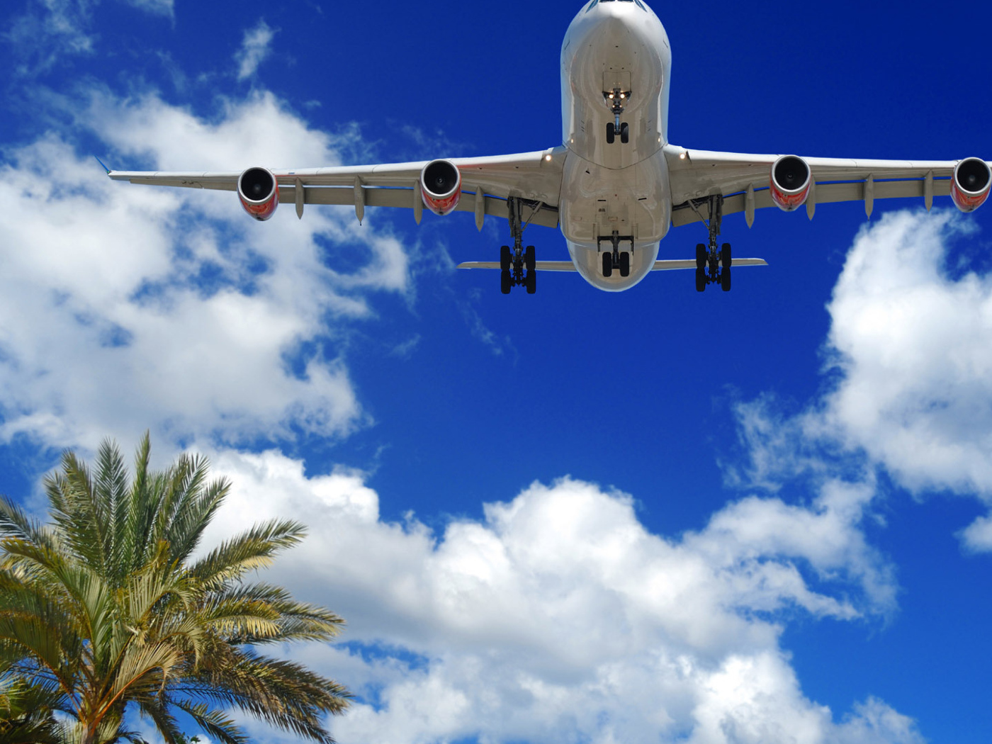 Лайнер Embraer пролетает над пальмами 