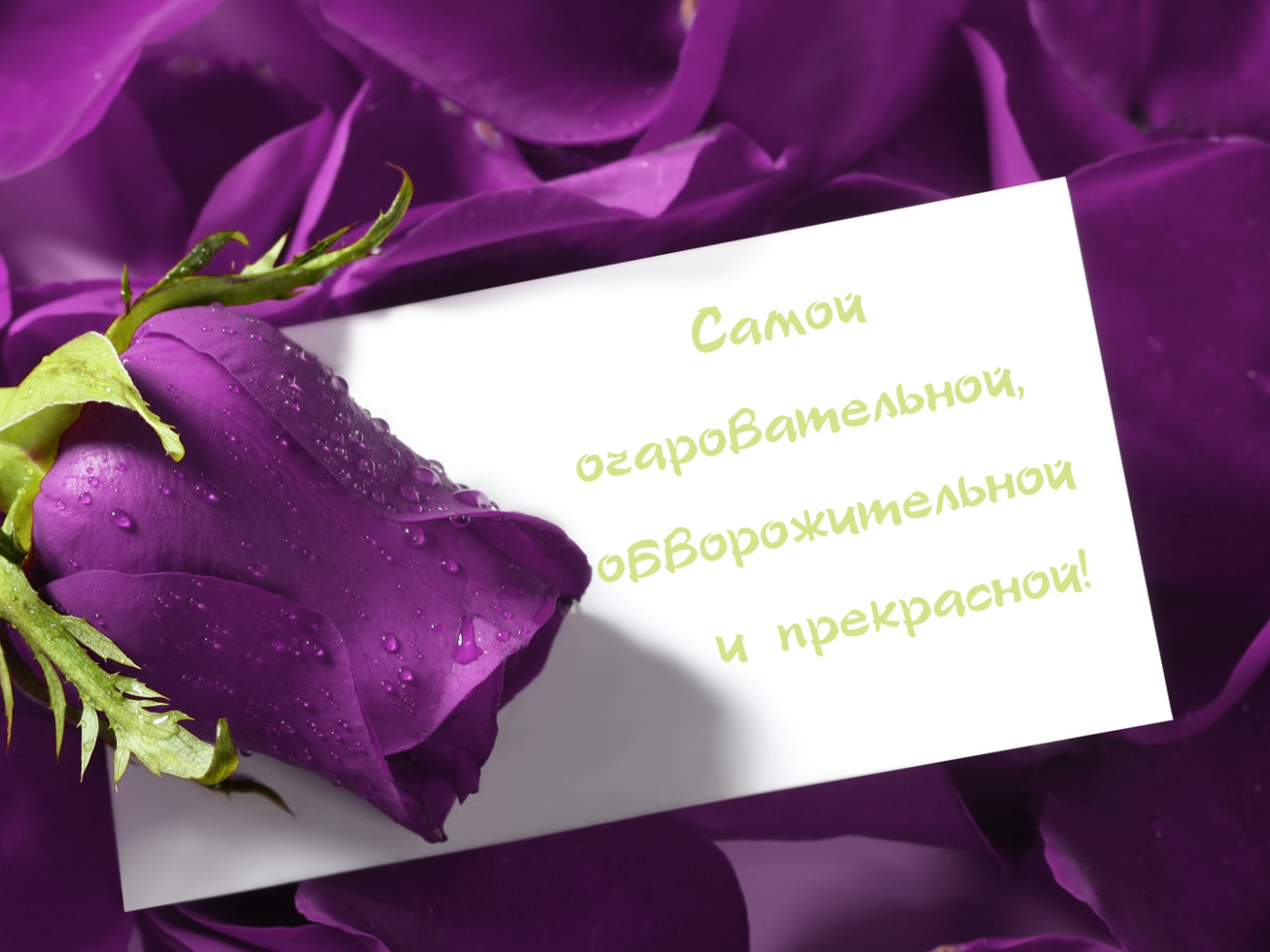 Сиреневая роза любимой девушке на 8 марта