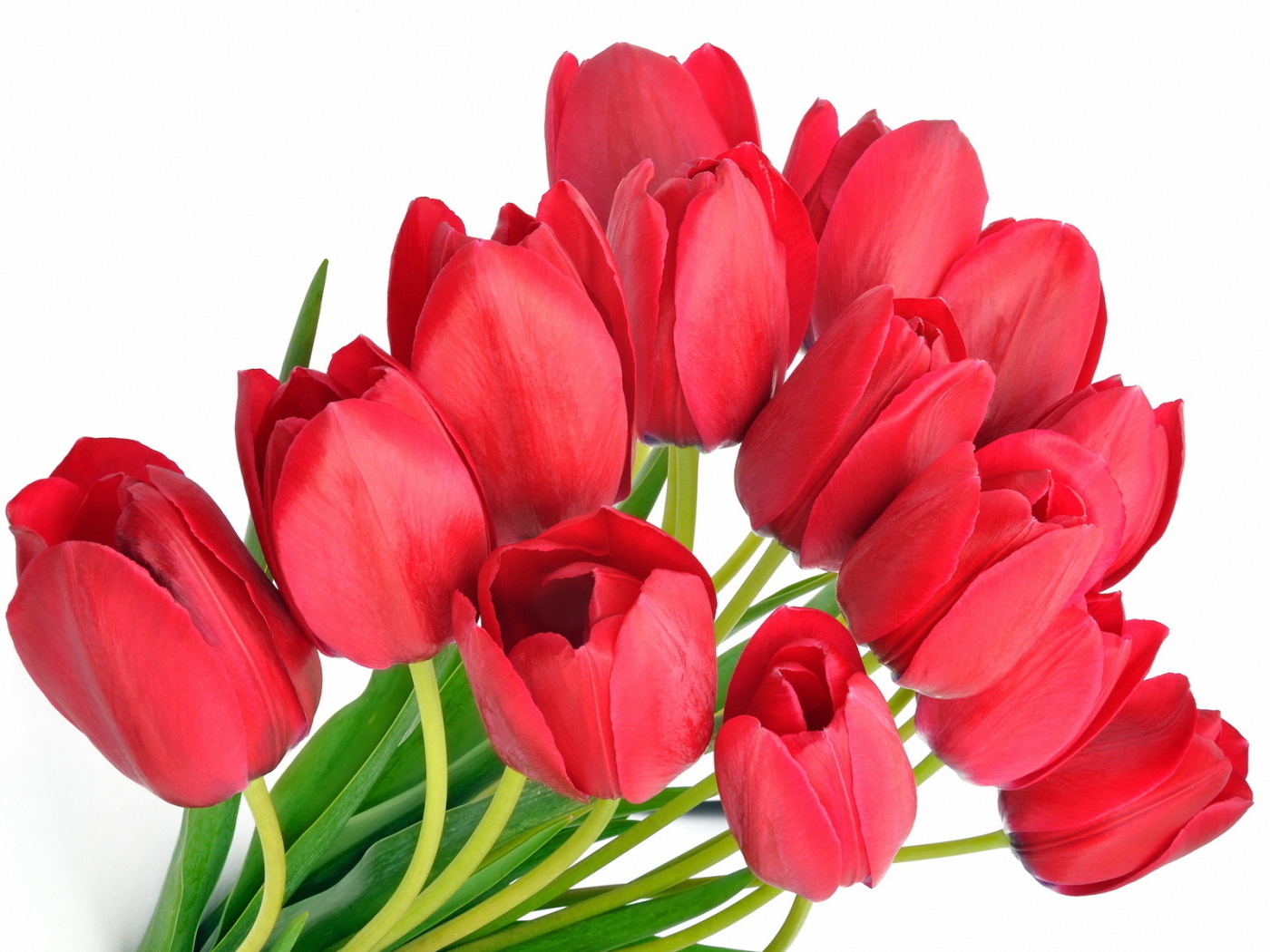 Красные тюльпаны на 8 марта