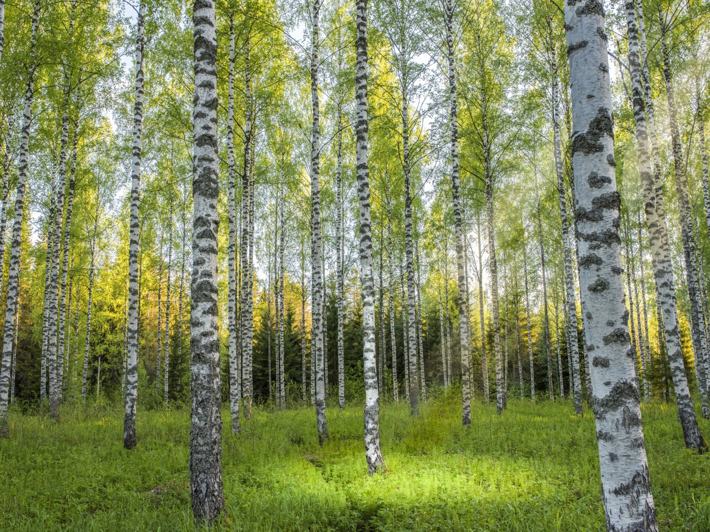 Красивые березы в березовой роще 