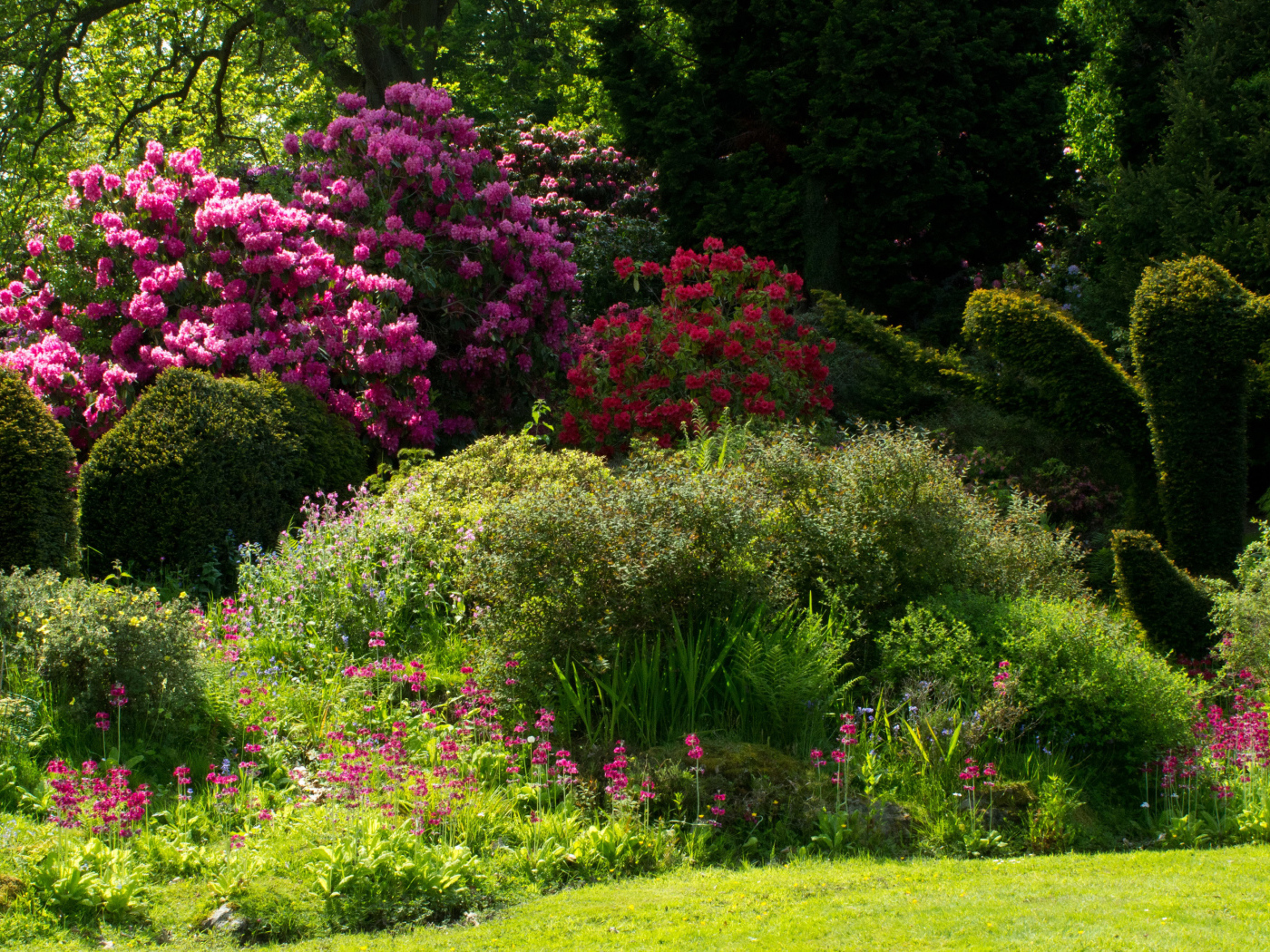 Красивые цветущие кусты роз в парке 