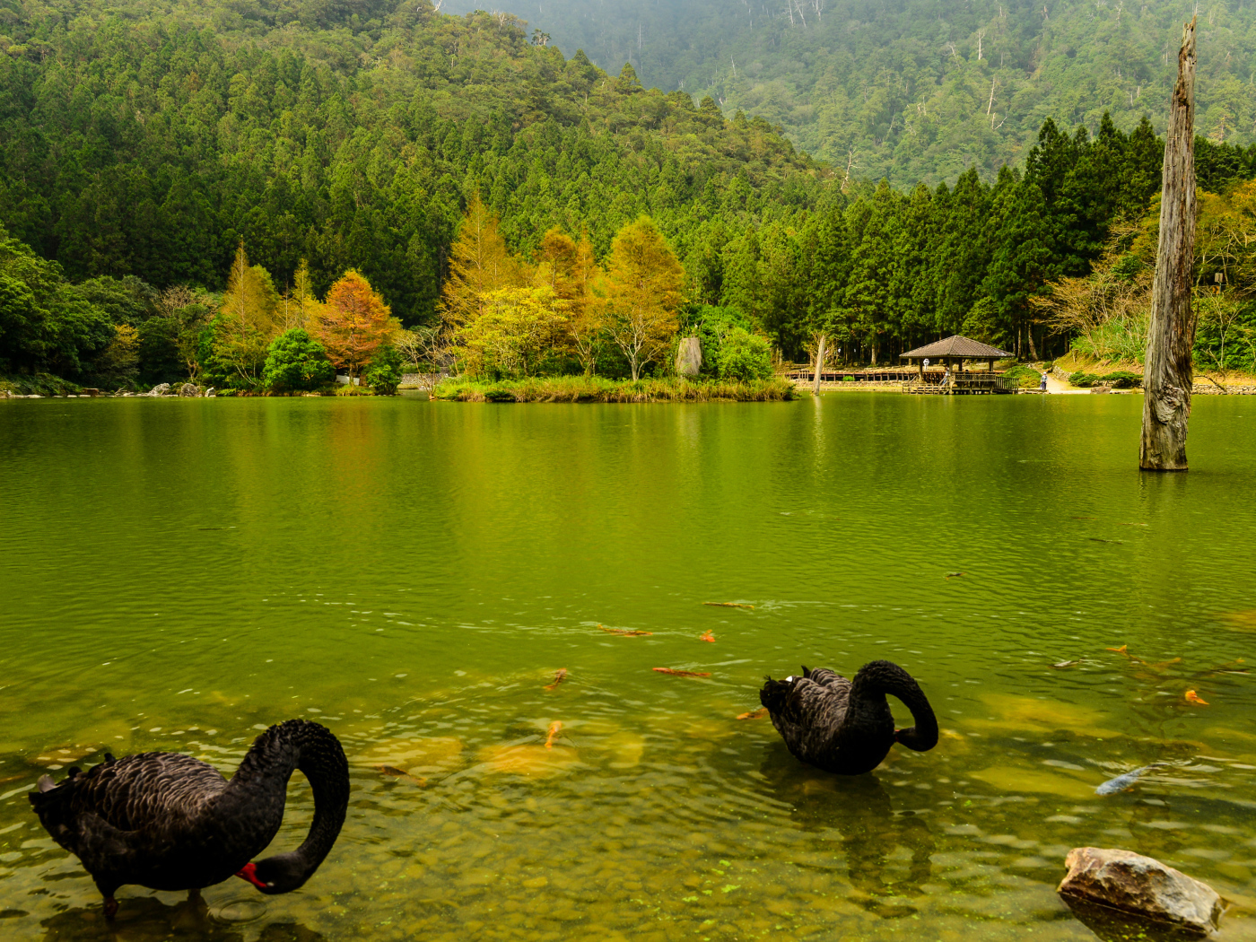 Черные лебеди в пруду на фоне красивого зеленого леса, Япония