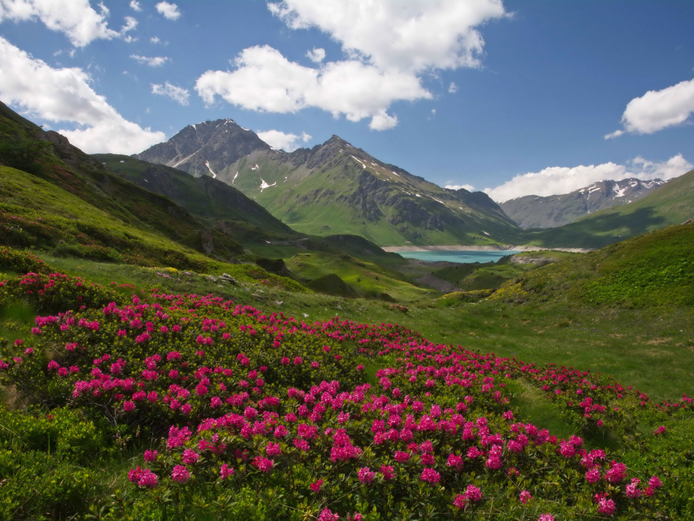 Розовые цветы рододендрон на фоне покрытых зеленью гор