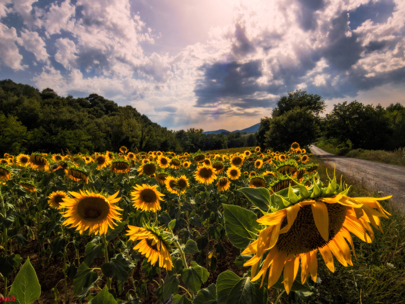 Поле подсолнухов у дороги на фоне красивого неба
