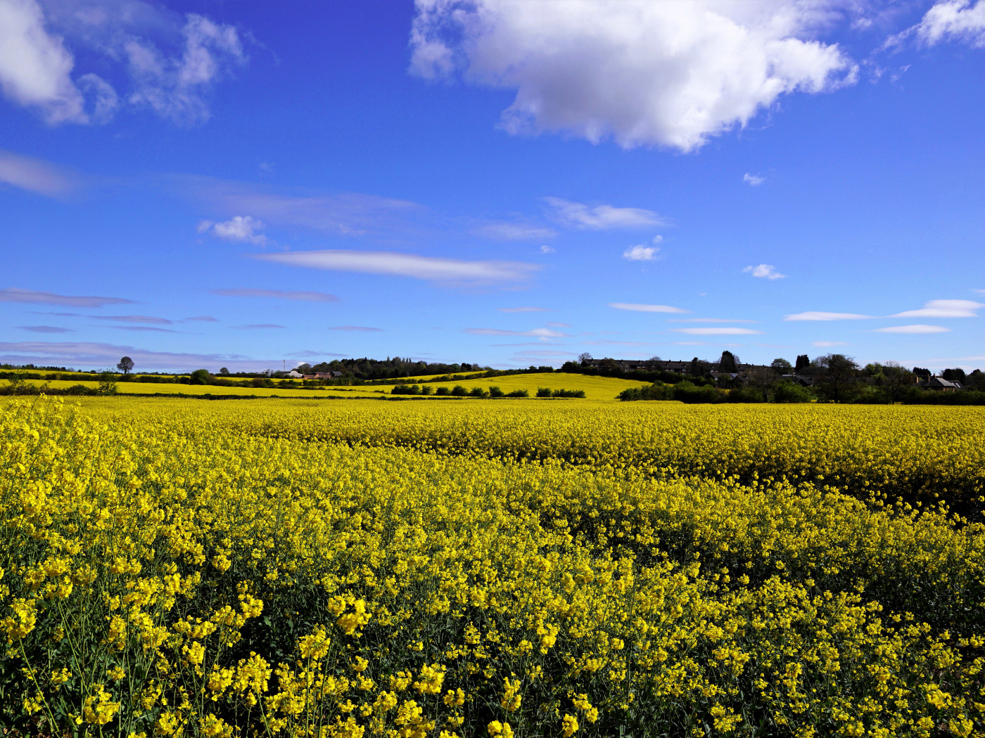 Рапсовое поле под красивым голубым небом с белыми облаками