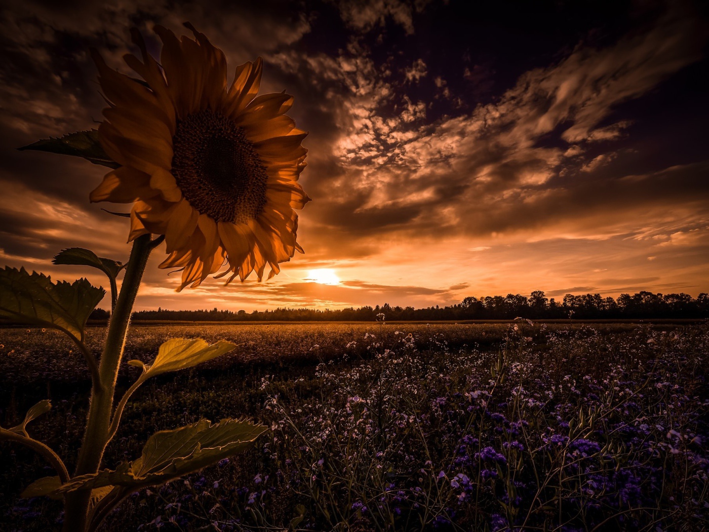 Подсолнух в поле с голубыми цветами на фоне неба 