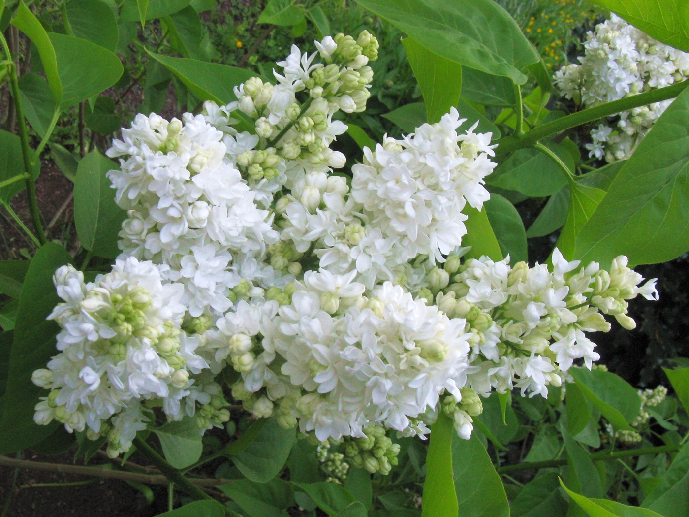 Ветка нежной сирени белого цвета