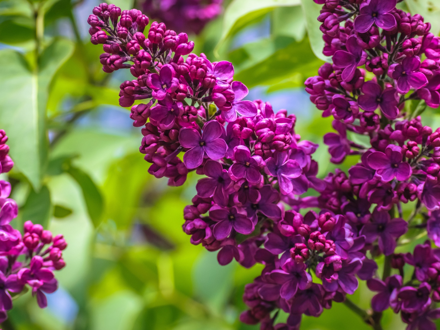 Ветка цветов сирени крупным планом