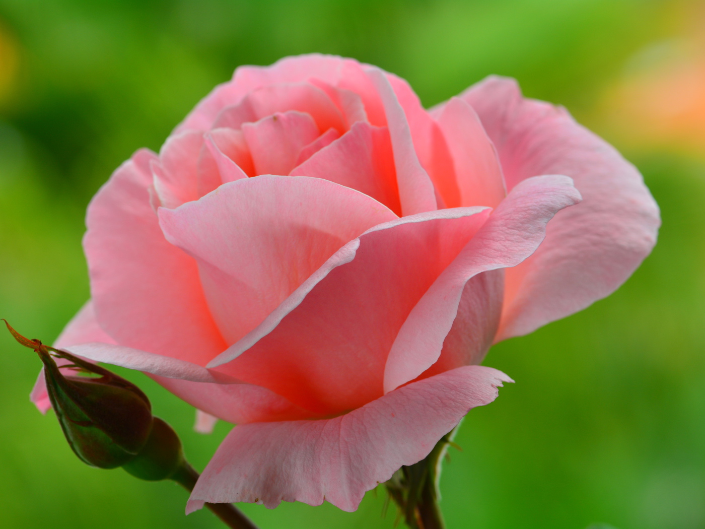 Нежная розовая роза 