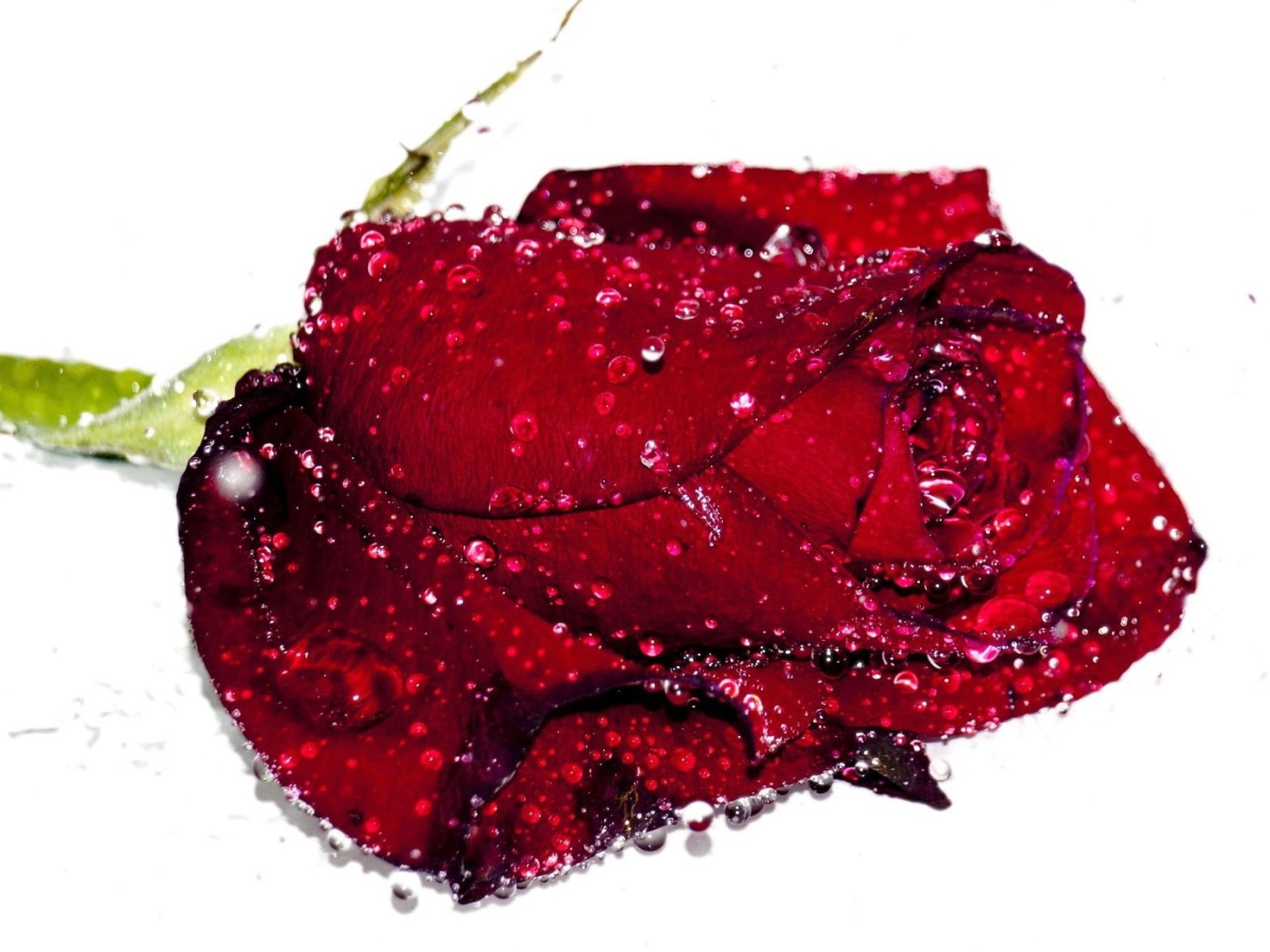 Бутон красной розы в каплях воды на белом фоне