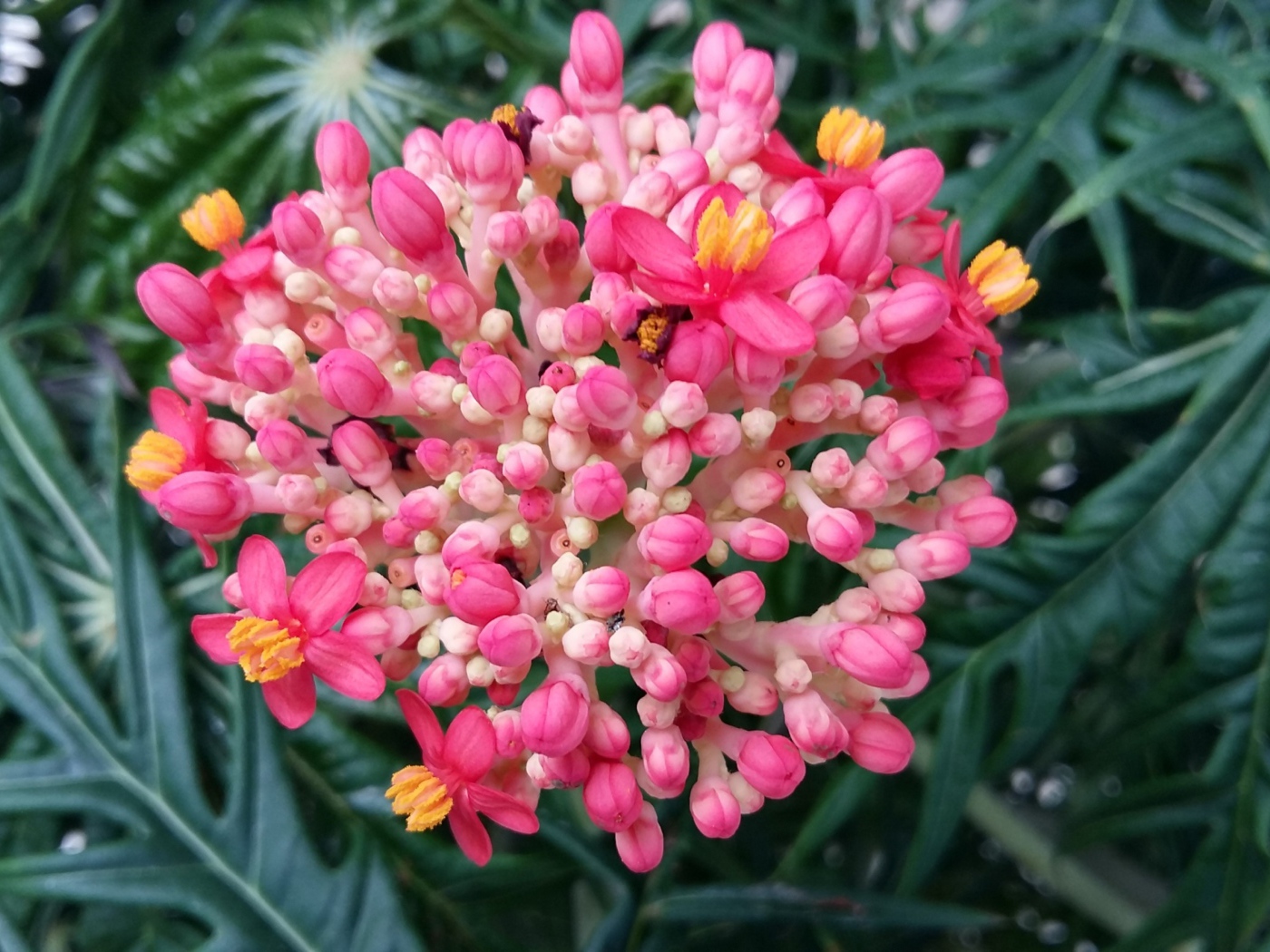 Красивый розовый цветок Ваточник 