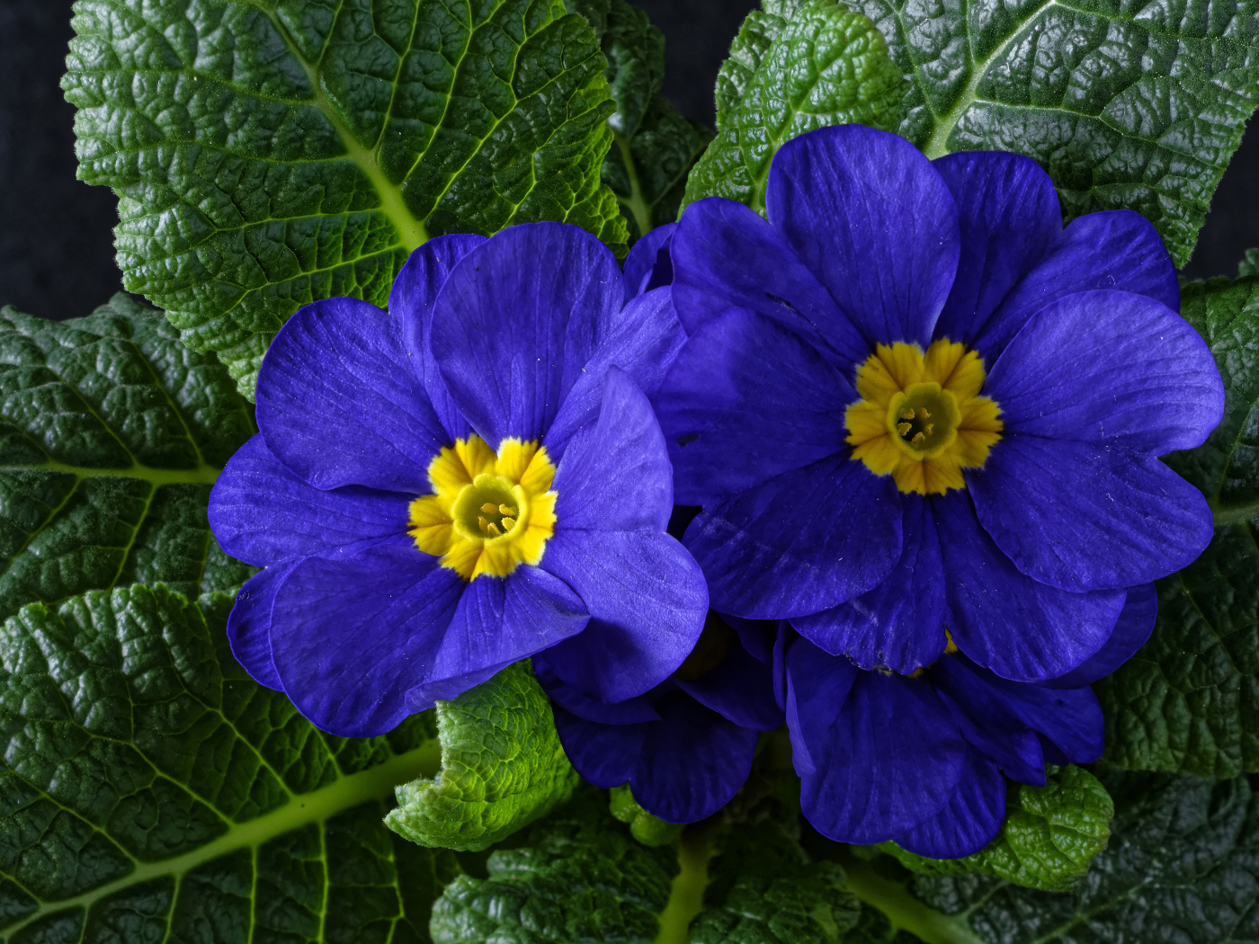 Красивые синие комнатные цветы примула