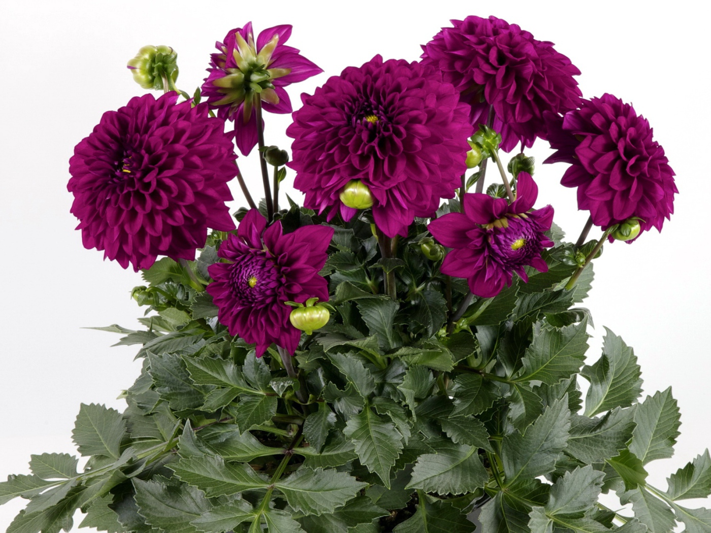 Красивый букет бордовых георгин на белом фоне