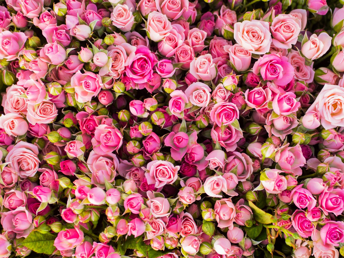 Красивые бутоны розовых роз 