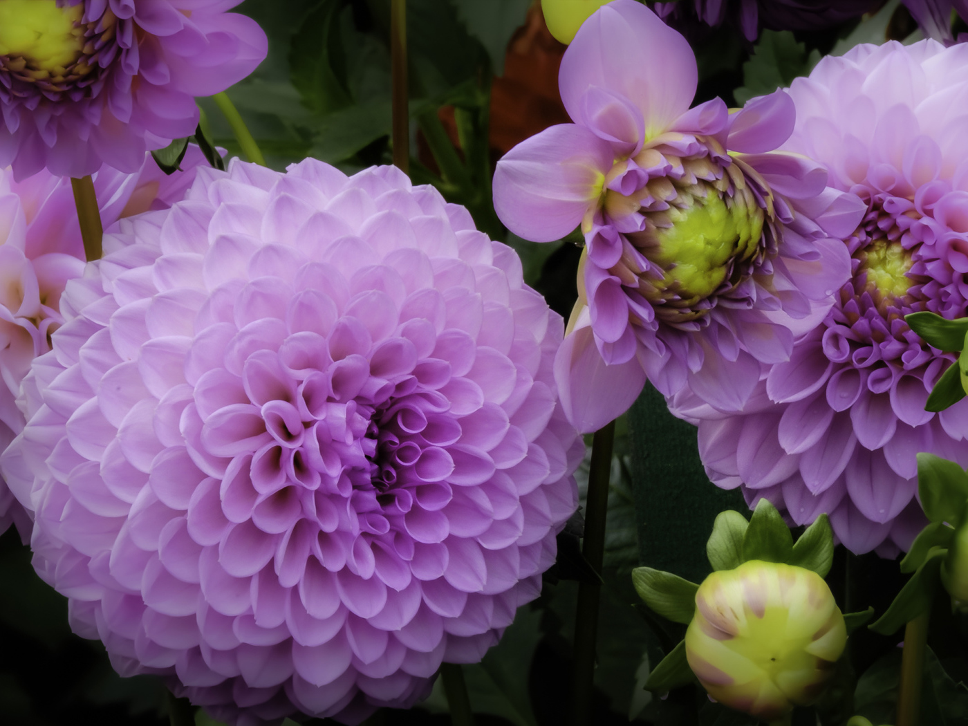 Красивые пышные сиреневые хризантемы 