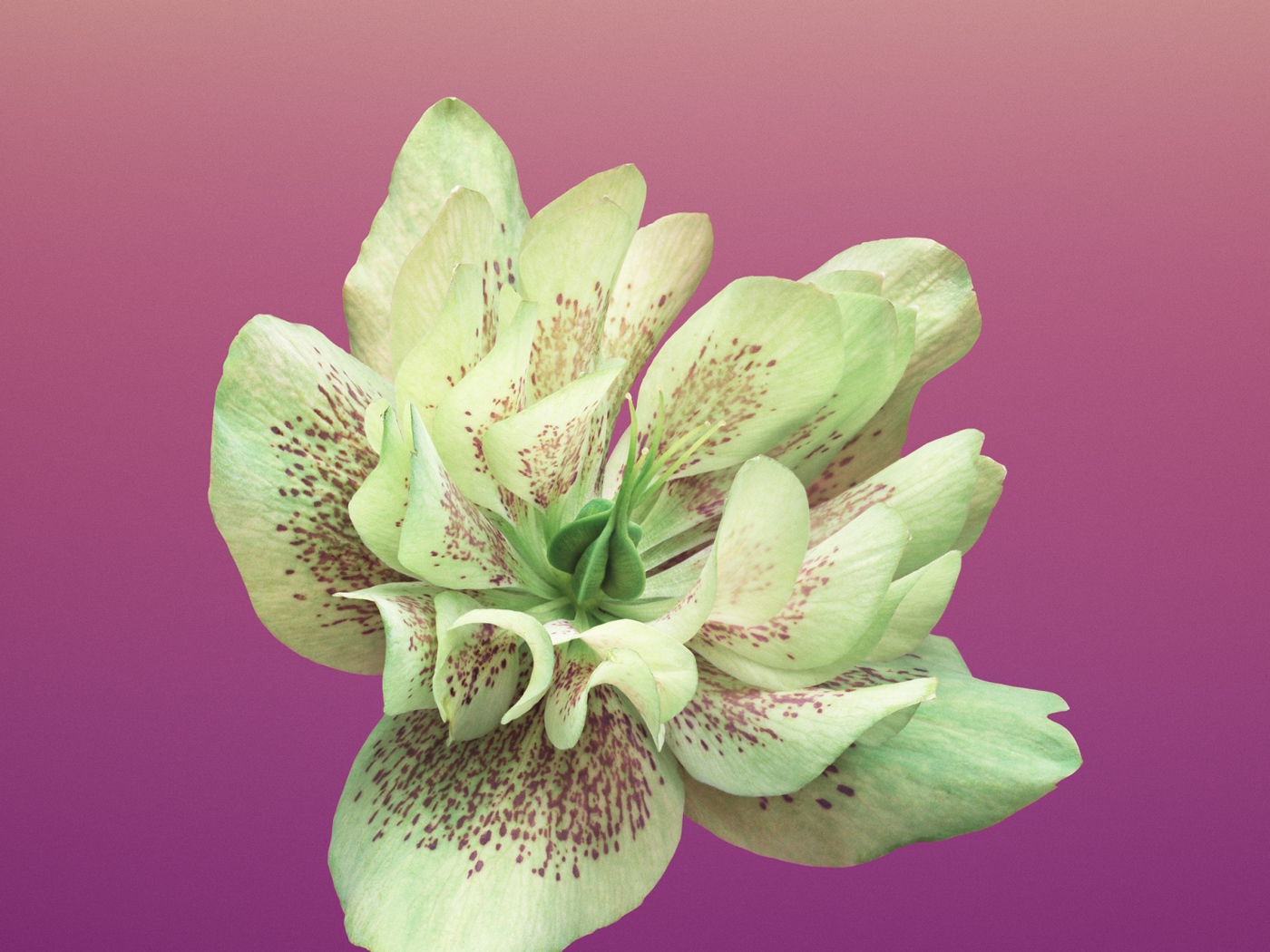 Красивый цветок крупным планом на розовом фоне