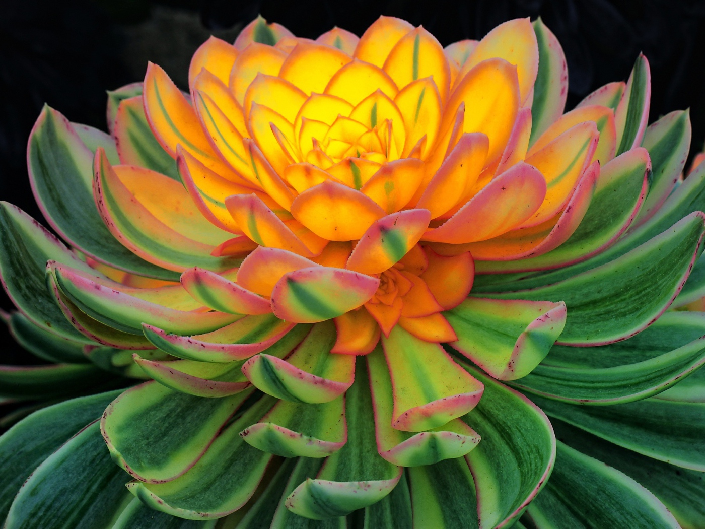 Красивый цветок каменная роза, молодило 