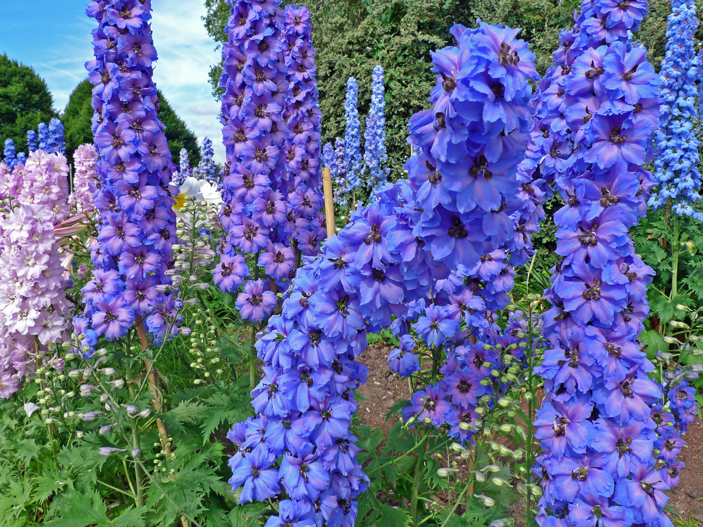 Красивые садовые цветы дельфиниум  