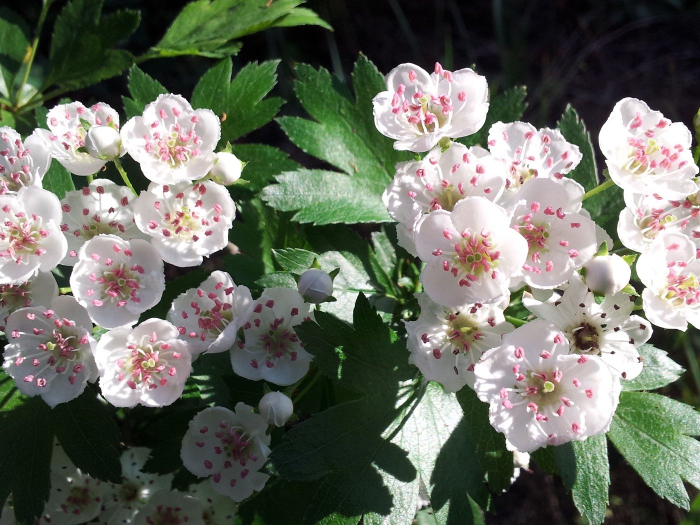 Красивые нежные белые цветы боярышника