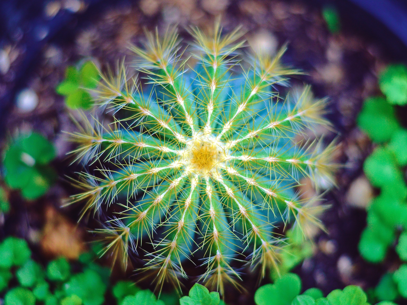 Красивый зеленый кактус крупным планом 