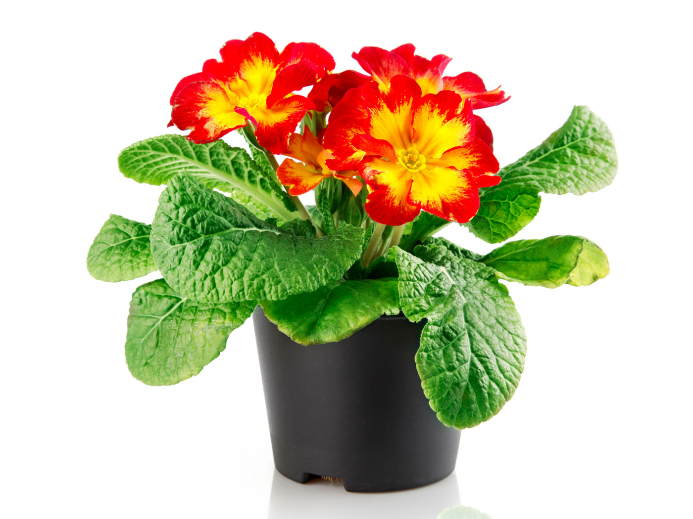 Красивый комнатный цветок примула на белом фоне