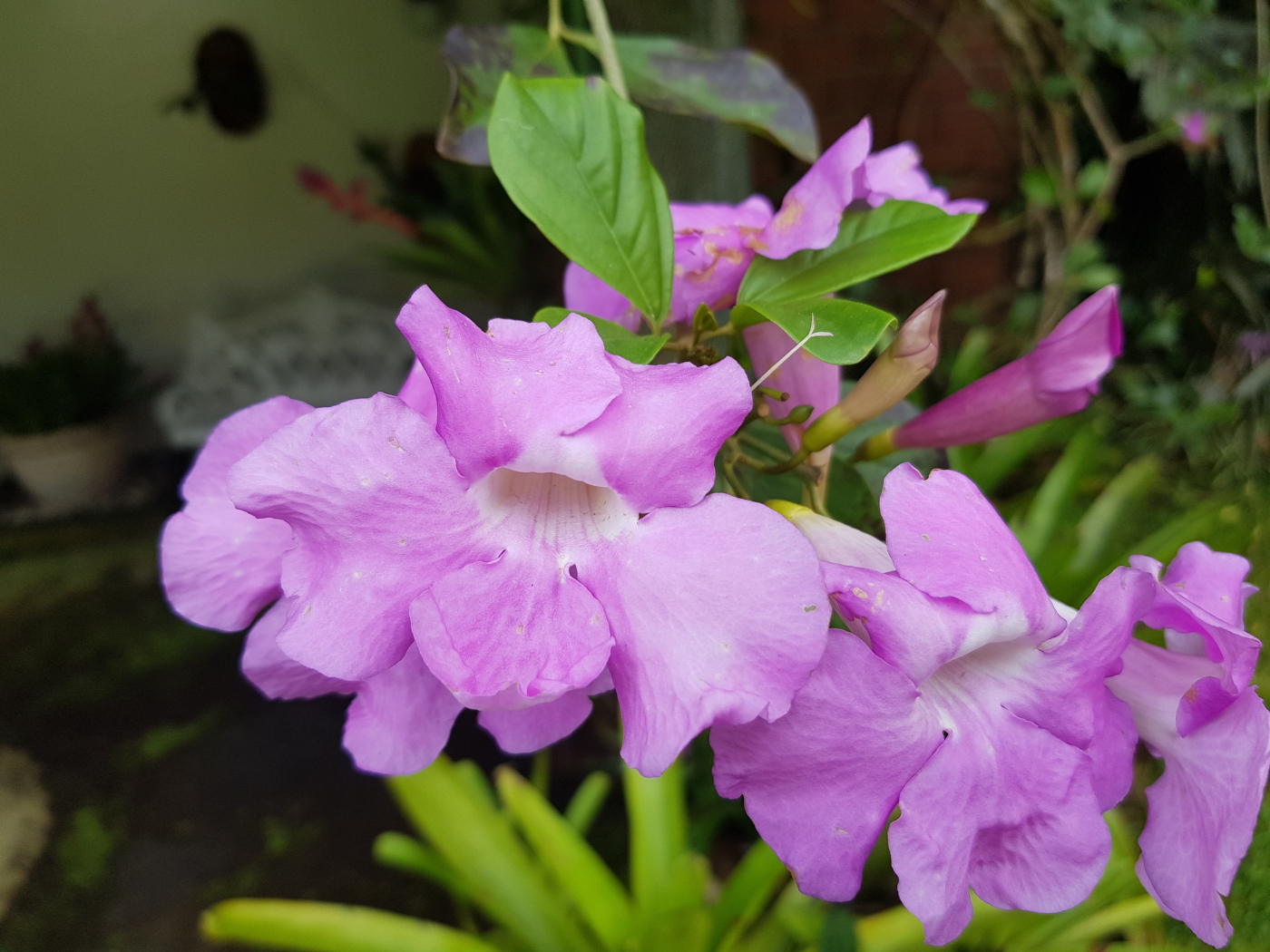 Красивый комнатный цветок с сиреневыми цветами