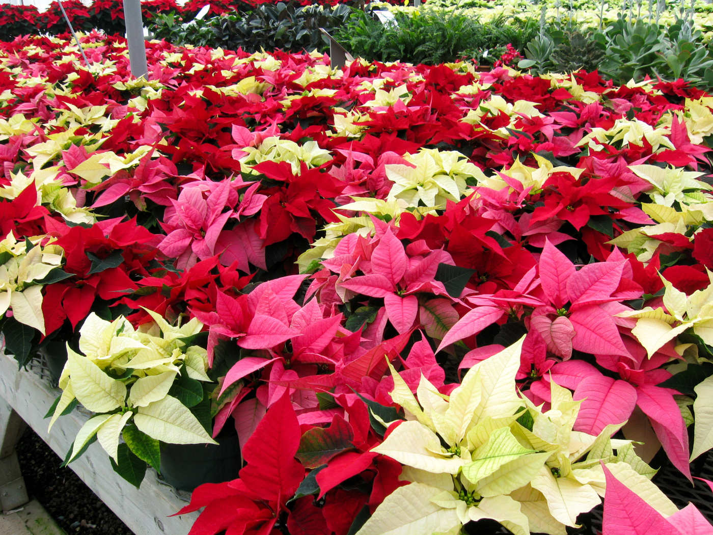 Красивые комнатные цветы молочай, пуансеттия