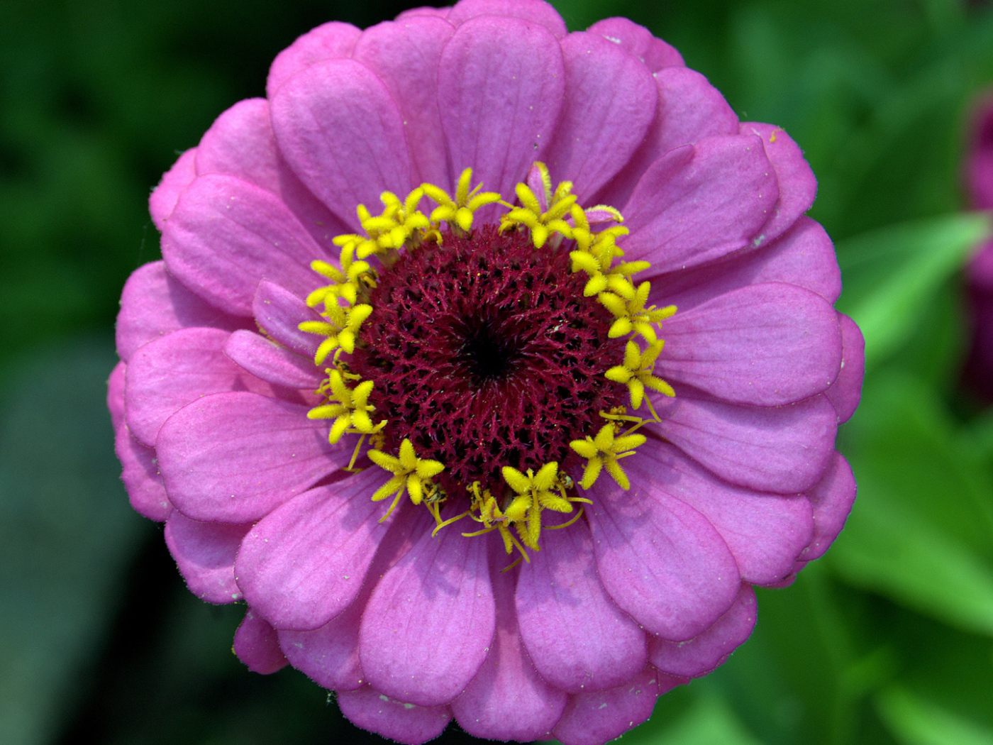 Красивый сиреневый цветок цинния крупным планом 