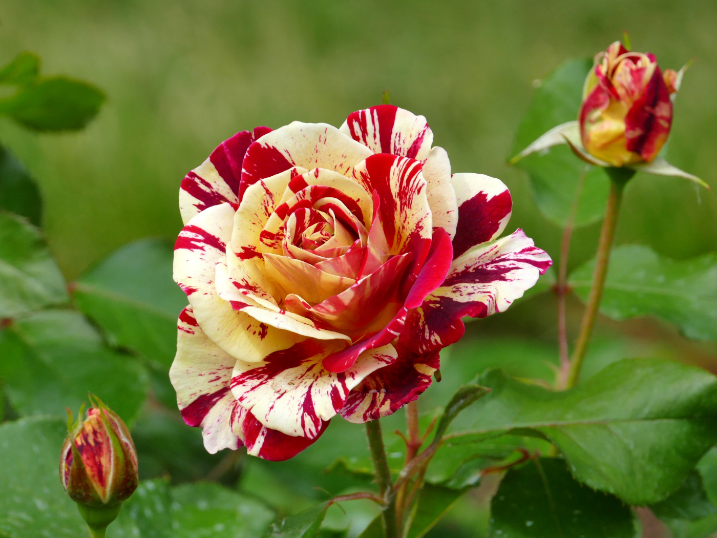 Красивая разноцветная роза с бутонами крупным планом