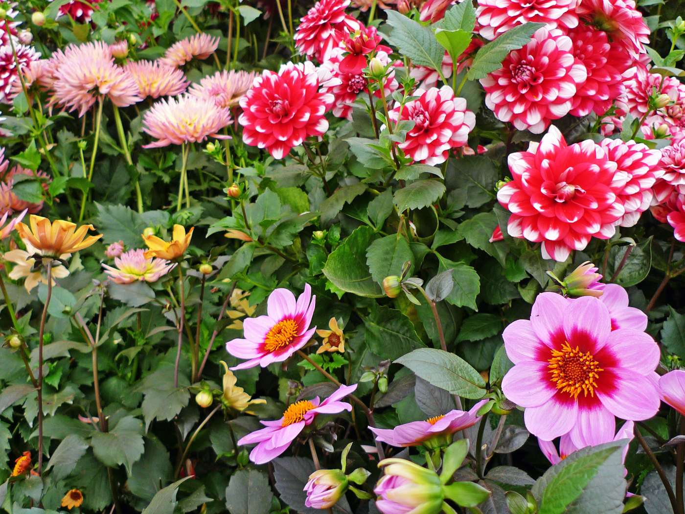 Красивые разноцветные георгины на клумбе