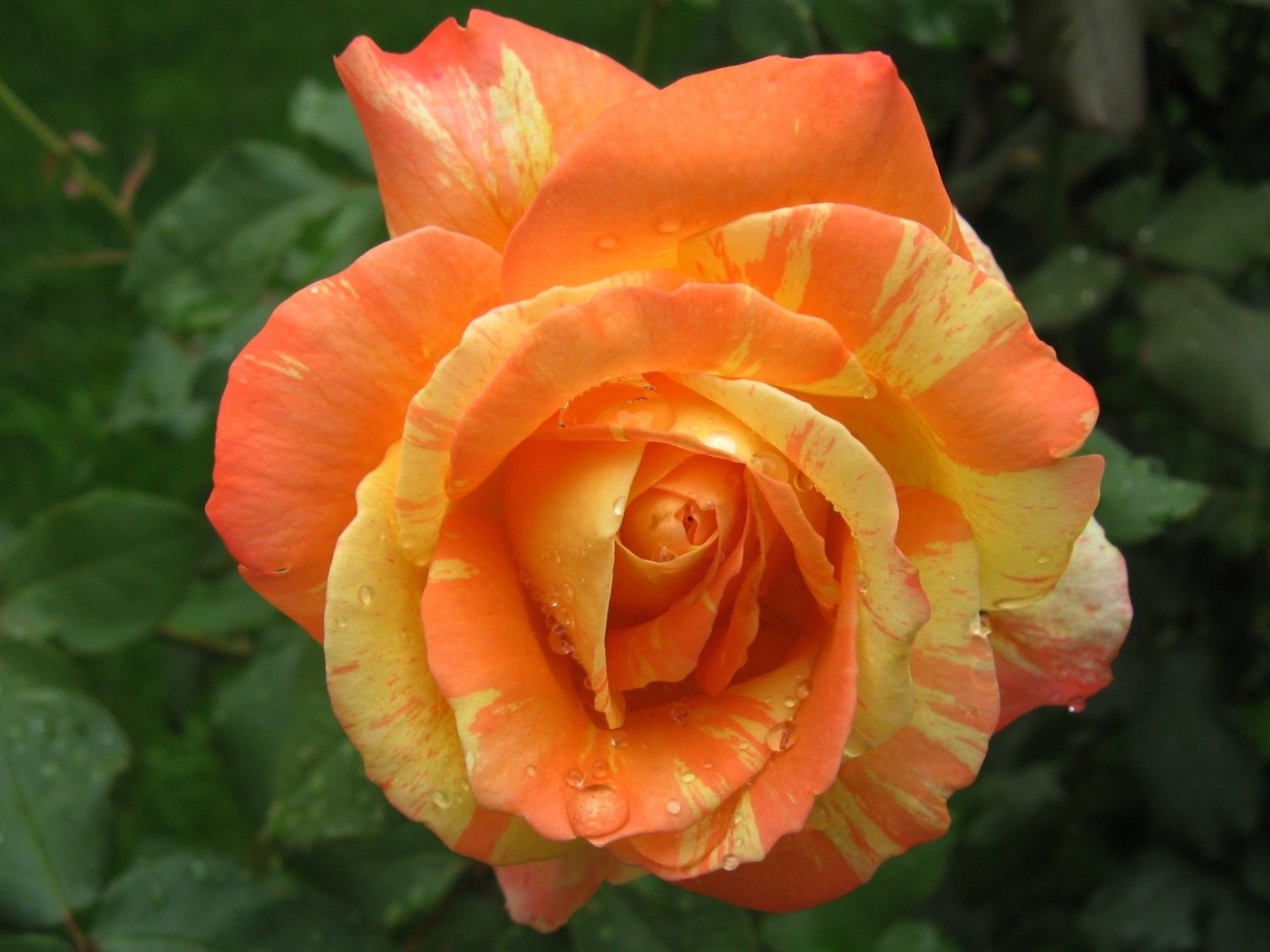 Красивая оранжево - желтая роза в каплях росы 
