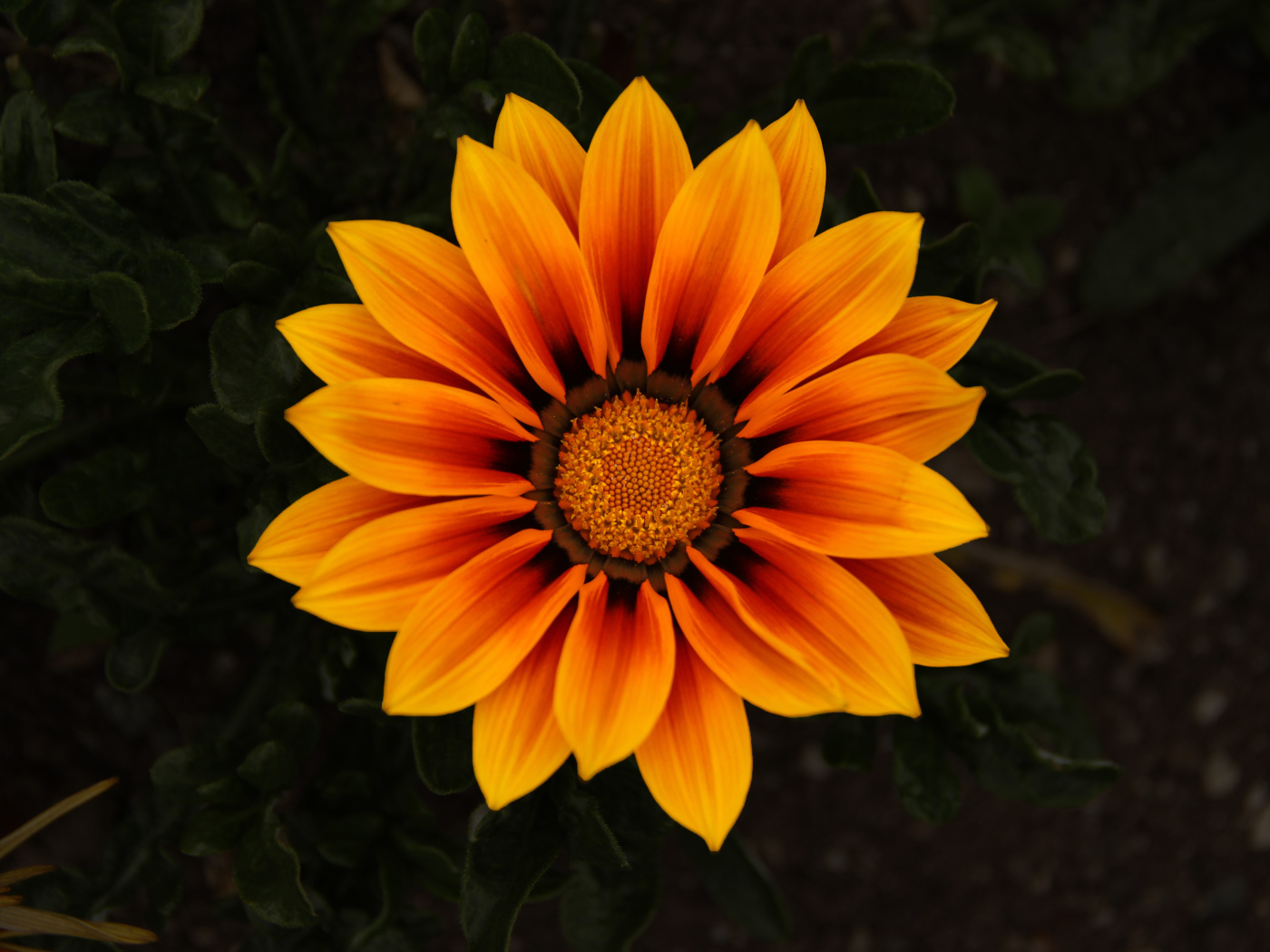 Красивый оранжевый цветок Газания 