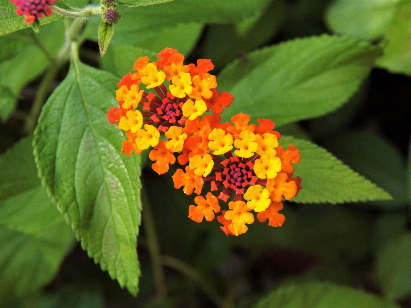 Красивый оранжевый цветок Лантана сводчатая