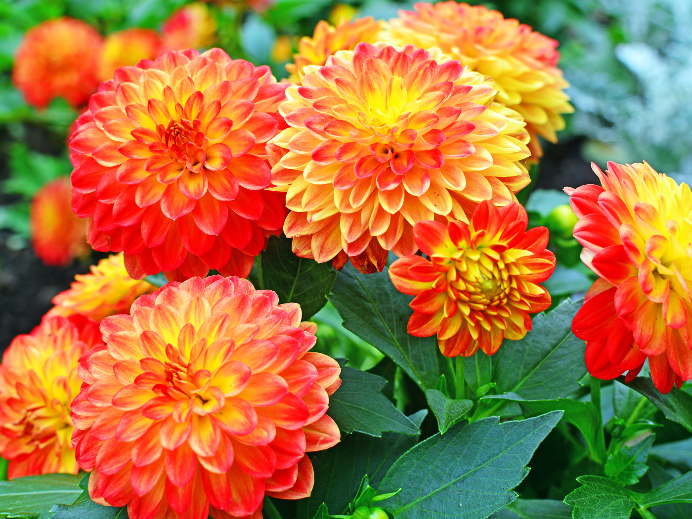 Красивые оранжевые цветы георгины 