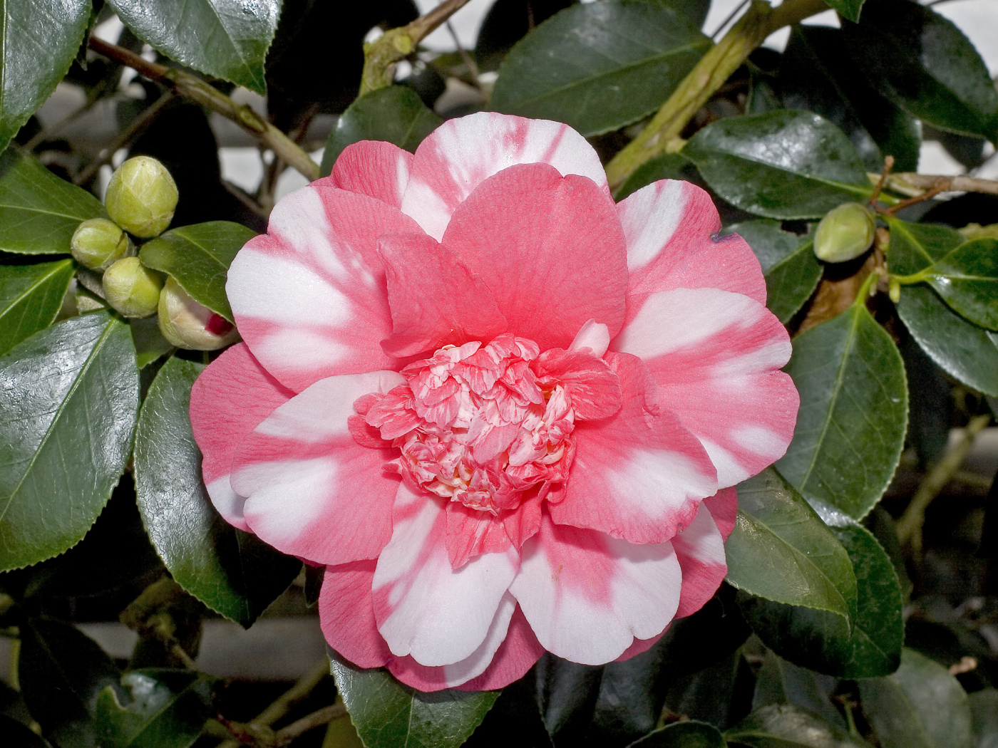 Красивый розово-белый цветок камелии с зелеными листьями