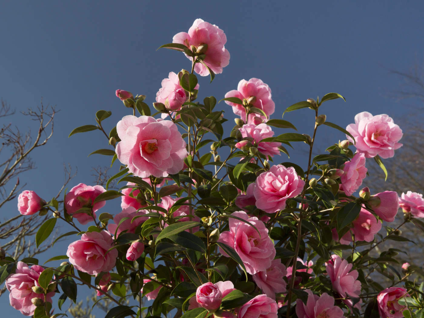 Красивый розовый куст цветов камелия 