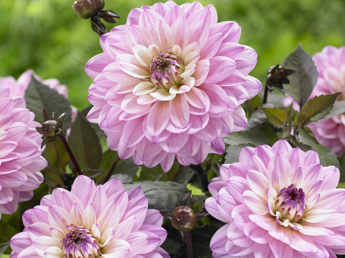 Красивые розовые георгины крупным планом