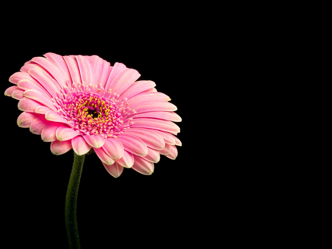 Красивая розовая гербера на черном фоне
