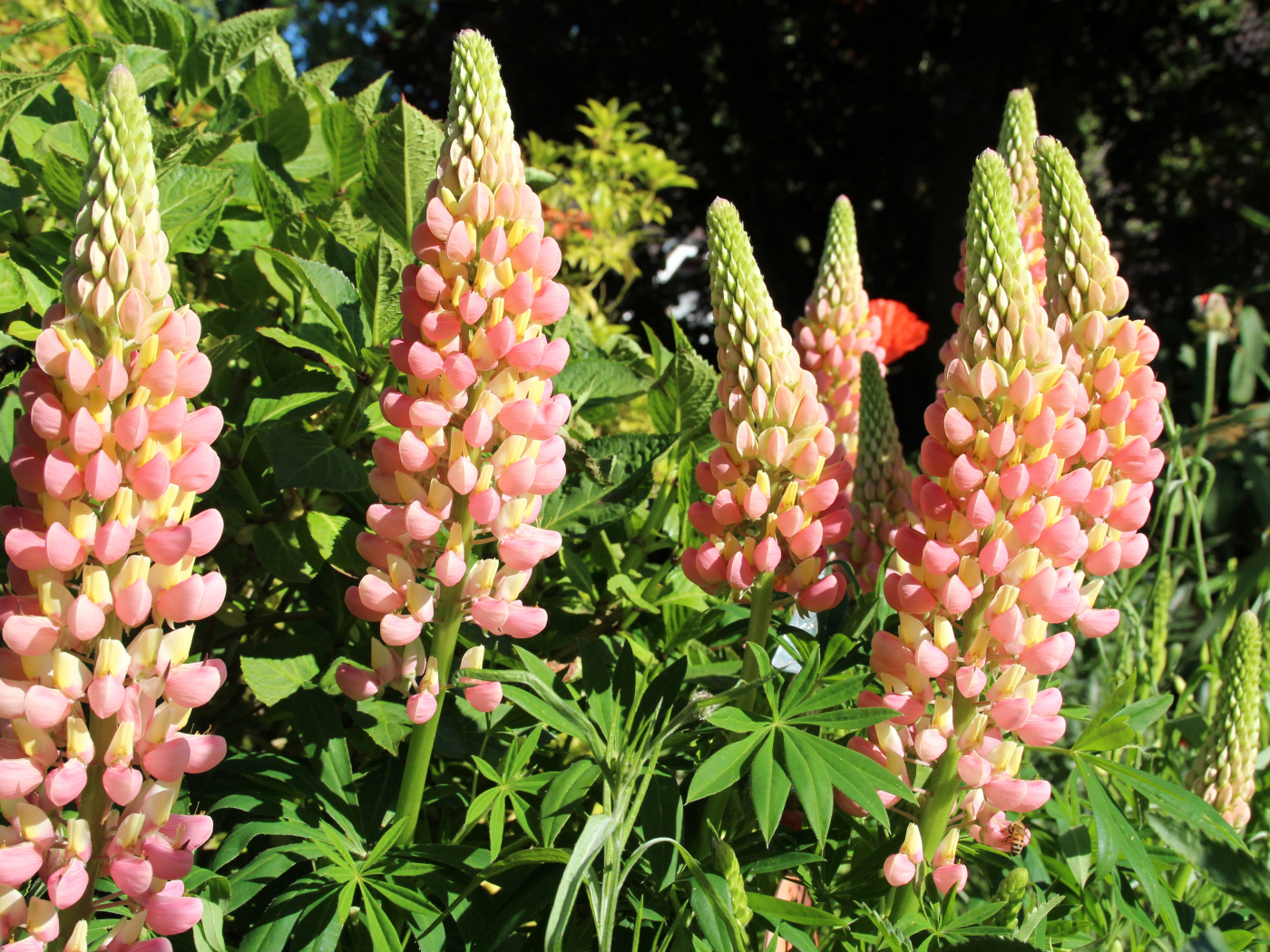 Красивые розовые люпины крупным планом