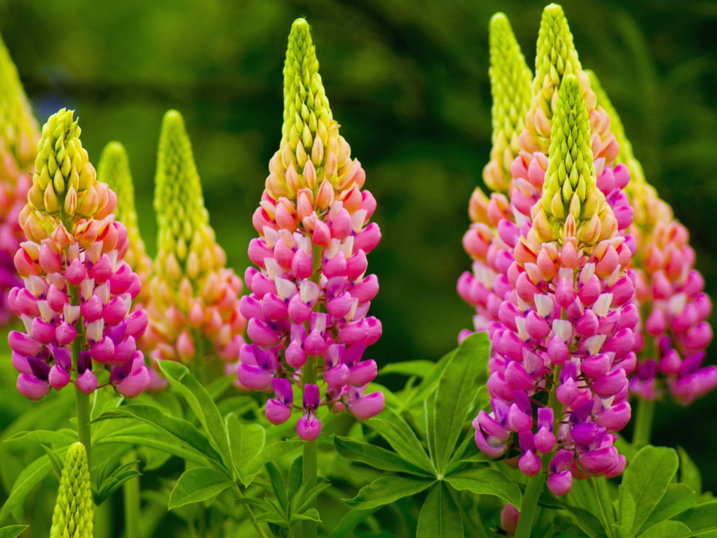 Красивые розовые люпины на клумбе 