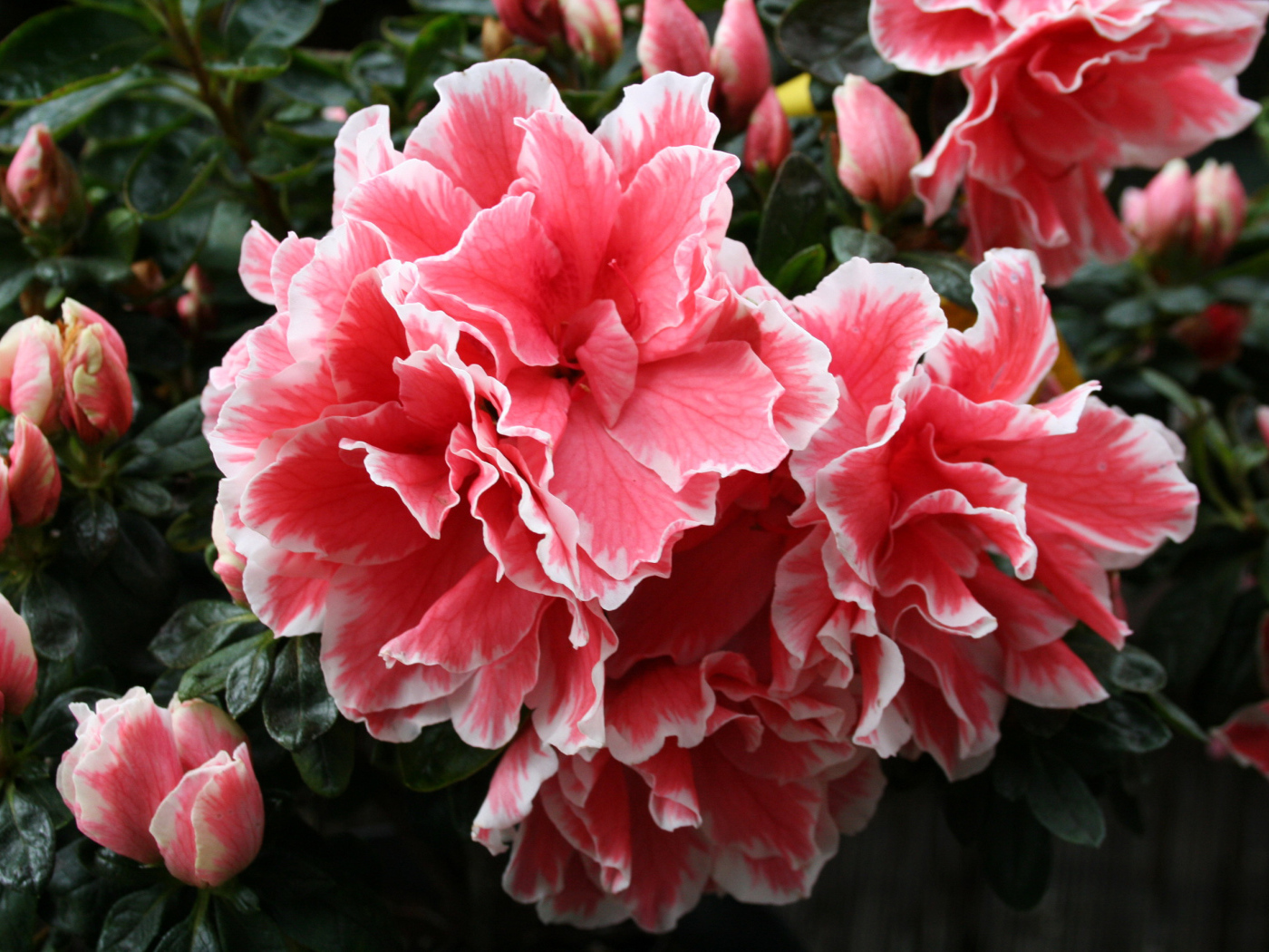 Красивый розовый цветок рододендрон 