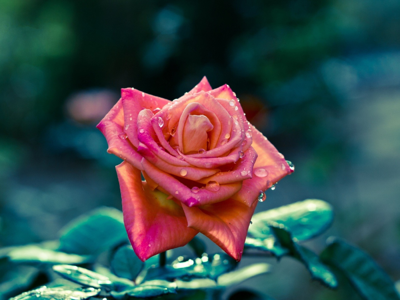 Красивая розовая роза в каплях росы 